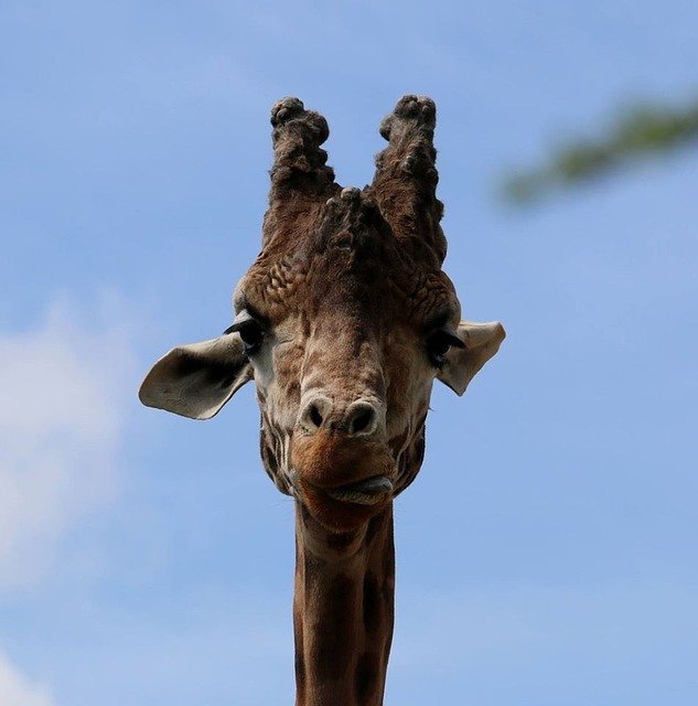 giraffe-1484413_640