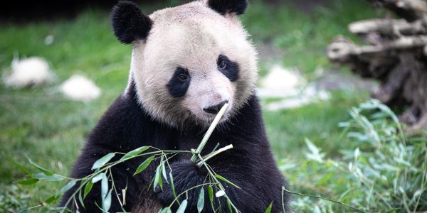 JOURN&#201;E AU ZOO DE BEAUVAL