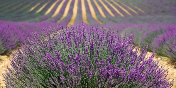 LA DR&#212;ME PROVEN&#199;ALE